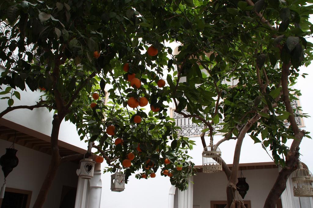 Riad Les Orangers D'Alilia Marrakesh Esterno foto